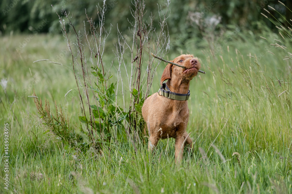 a wirehaired vizsla running in forest a wirehaired vizsla running in forest