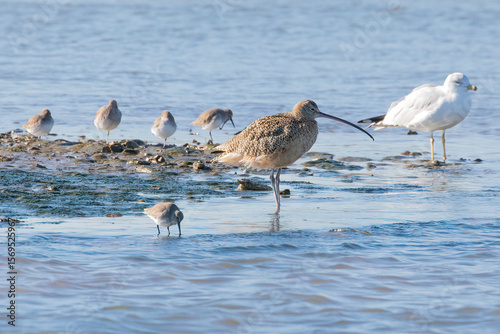 Quadro su tela A whimbrel among other shorebirds standing in shallow water along the Tolomato R