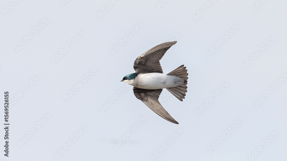 Obraz premium A tree swallow flying with a clean background