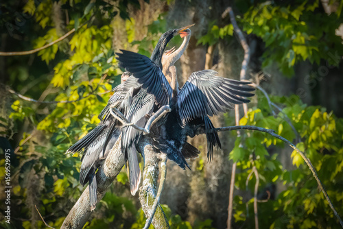 Bild auf Leinwand Four fledgling anhingas mobbing the male parent for food