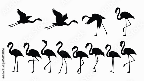 Black Flamingo Silhouettes Flying, Standing, and Preening Poses Against a White Background Illustration