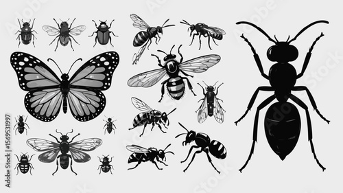 Collection of Butterfly, Beetles, Bees, Wasps and Ants Illustrations Isolated on Background