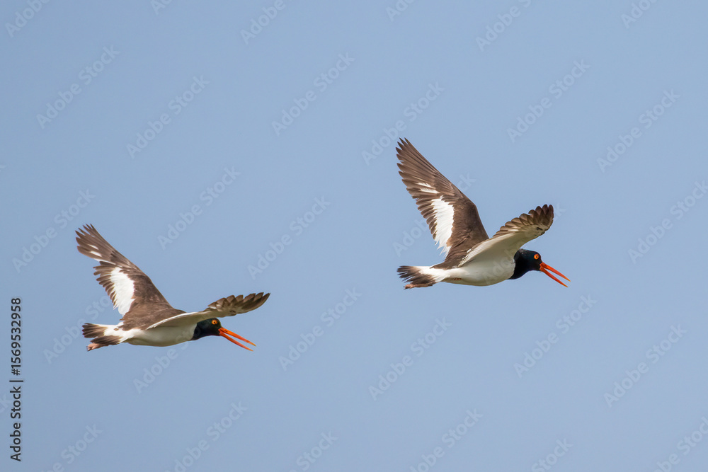 Obraz premium Two American Oystercatchers in Flight with Wings Spread