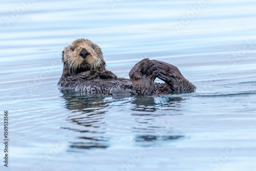 A sea otter on its back in the water with its feet touching and looking at the camera