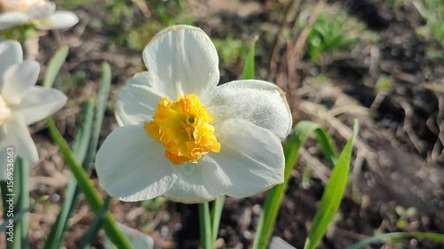 Blooming daffodil flower close up. A blooming narcissus with white and yellow petals in inflorescence growing in ground on sunny spring day. Selection breeding flowers. Agricultural farming gardening