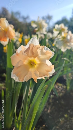 Beautiful blooming narcissus flower on sunny spring day. Varietal flower of narcissus variety Apricot Whirl. Pink petals on white petals in inflorescence with stamens on green stem leaves Vertical