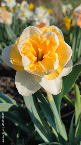 Blooming flower daffodil variety Golden Pearl with white orange petals with stamens on green stem on background of narcissus flowers and growing in ground in garden meadow on sunny spring. Vertical