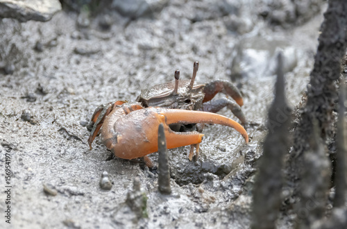 Φωτογραφία An Atlantic mangrove fiddler crab