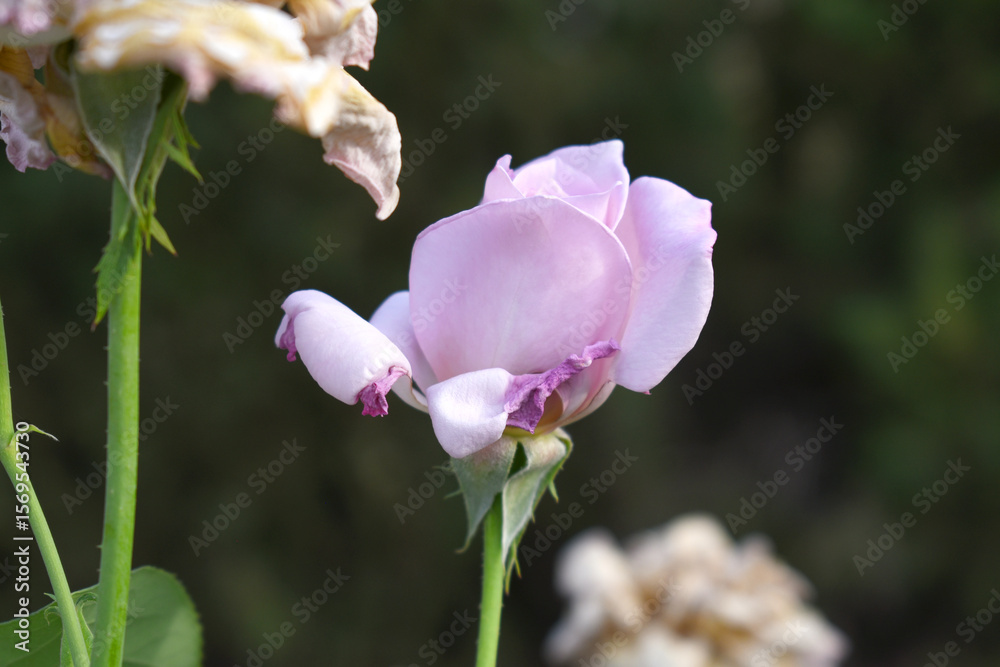 Obraz premium Beautiful lady pink rose flower closeup in garden, A very beautiful lady pink rose flower bloomed on the rose tree, Rose flower closeup, bloom flowers, Natural spring flower, Natural floral background