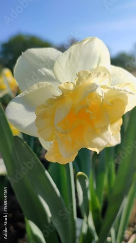 Blooming flower daffodil variety Golden Pearl. White yellow petals in inflorescence with stamens on green stem with leaves on background of blue sky and growing in ground on sunny spring. Vertical