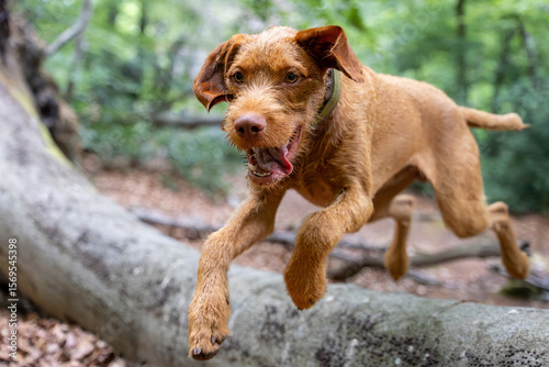 a wirehaired vizsla in forest
