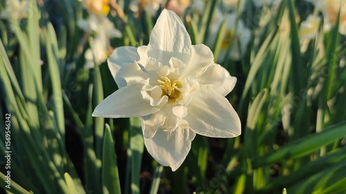 Blooming narcissus flower in hand. Blooming varietal narcissus with white petals in inflorescence growing in ground in hand on sunny spring day. Selection and breeding. Agricultural farming gardening