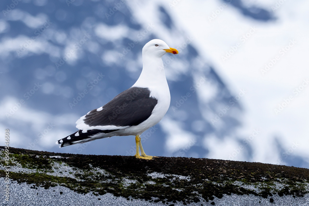 Obraz premium A kelp gull standing on a rock in Antarctica