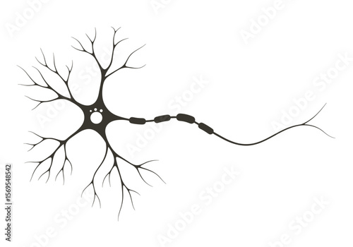 Neuron with axon in black silhouette isolated on transparent background  