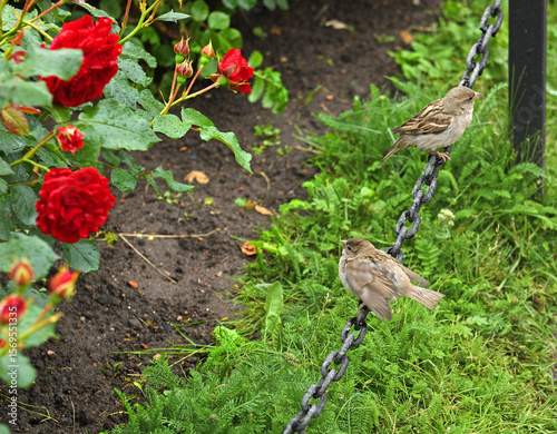 Sparrow chicks demand food, scream and wave their wings