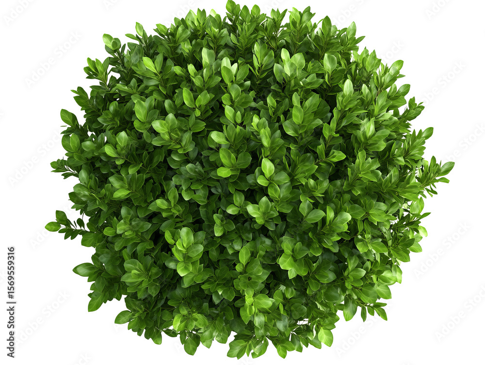 Obraz premium Green bush isolated