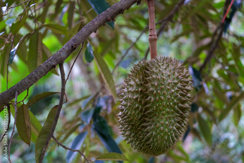close up of durian