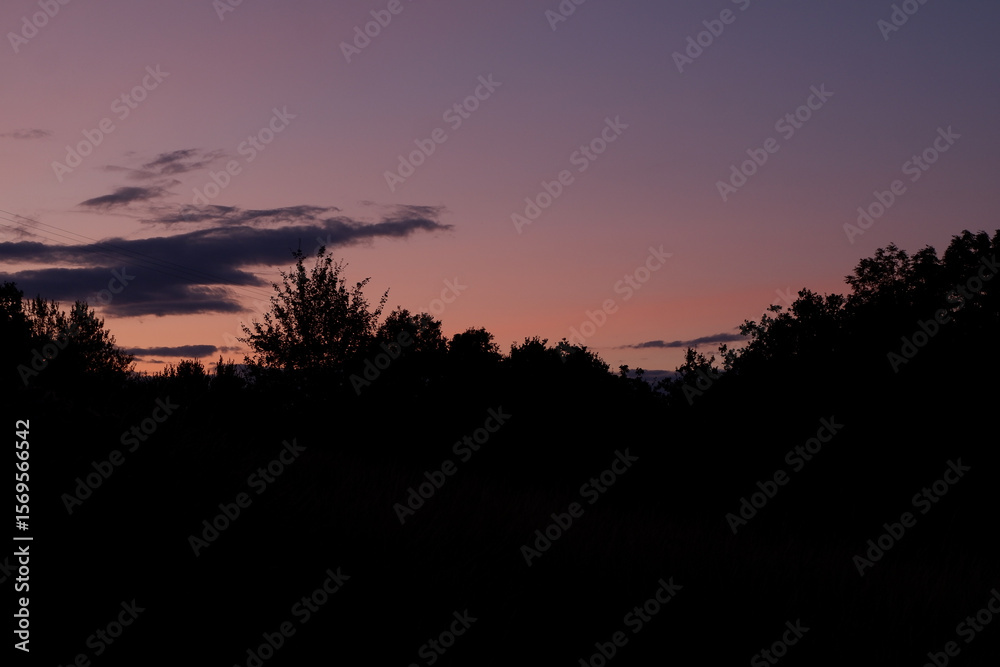 Fototapeta premium sunset in the forest
