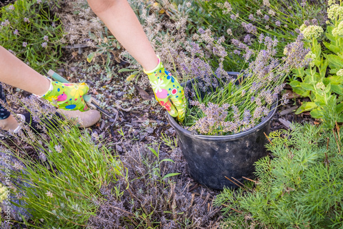 Woman hands prune lavender in a garden