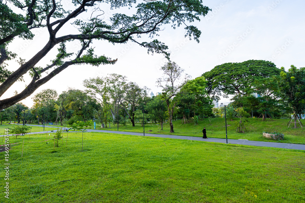 Obraz premium Tropical rainforest green tree meadow grass in city public park sunshine day