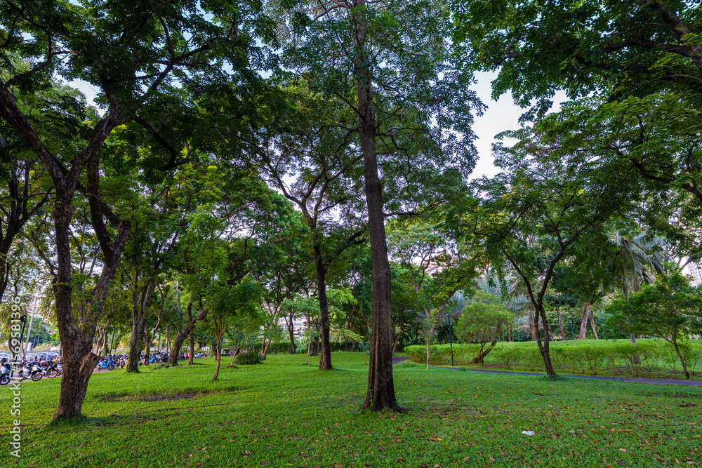 Obraz premium Tropical rainforest green tree meadow grass in city public park sunshine day