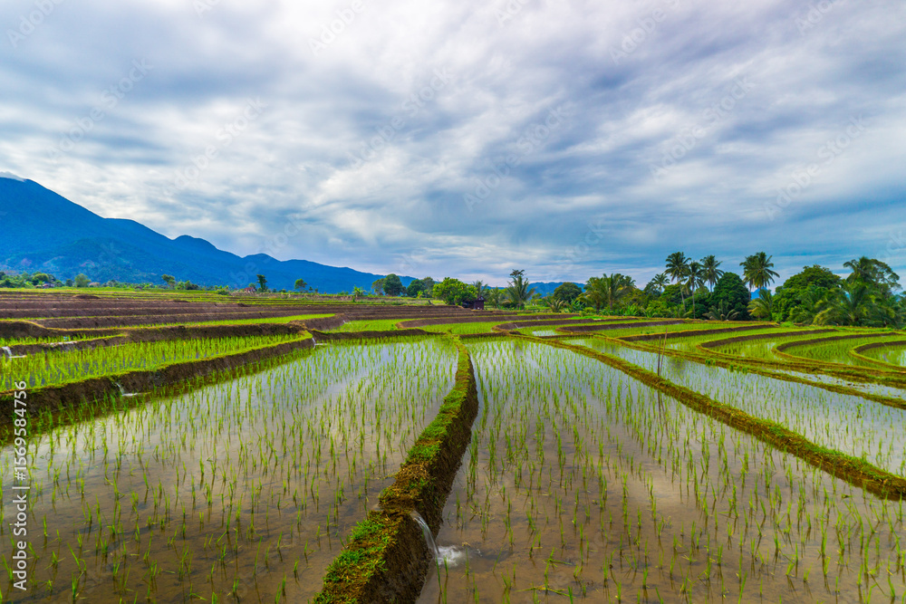 Aerial view of Indonesia's lush rice fields with majestic mountain backdrop, showcasing natural beauty, peaceful morning vibes, perfect for themes of nature, farming, and rural life Aerial view of Indonesia's lush rice fields with majestic mountain backdrop, showcasing natural beauty, peaceful morning vibes, perfect for themes of nature, farming, and rural life