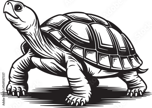 Detailed black and white silhouette of a walking tortoise turtle reptile