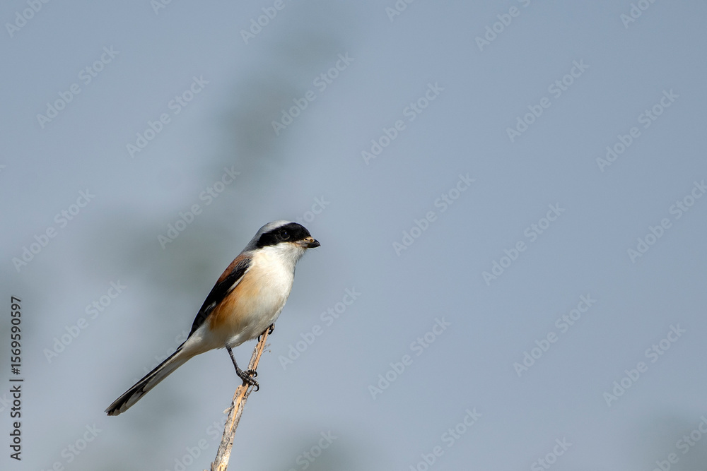 Obraz premium Bay-Backed Shrike Bird Perched on Tree Branch at Rann of Kutch, Gujarat