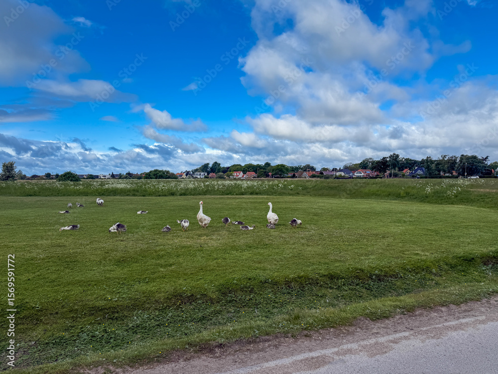 Fototapeta premium Сute domestic geese with goslings grazing on the green spring meadow in small town Dragor in Denmark