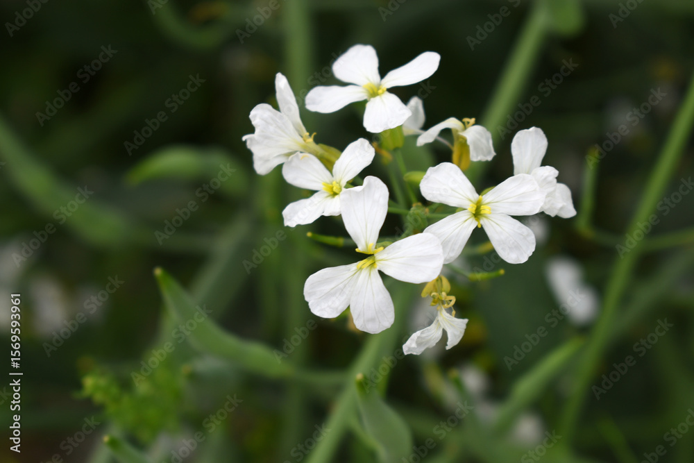 Fototapeta premium Beautiful white Radish Flower. Radish flower bloom. Closeup radish flower with green leaves in the spring, also known by its common name Virginia stock. Radish flower blooming in nature