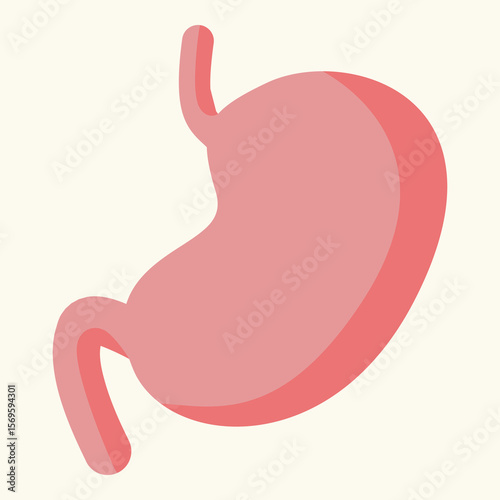 Flat vector illustration of human stomach for anatomy and education