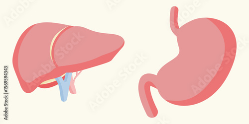 Flat vector illustration of human liver and stomach anatomy