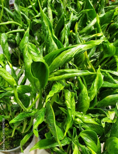Green and curly leaves of Pothos Shangri-La plant