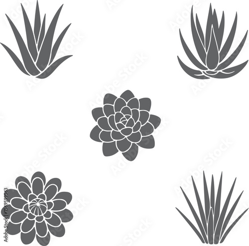 Stylized succulent plants and floral silhouettes botanical