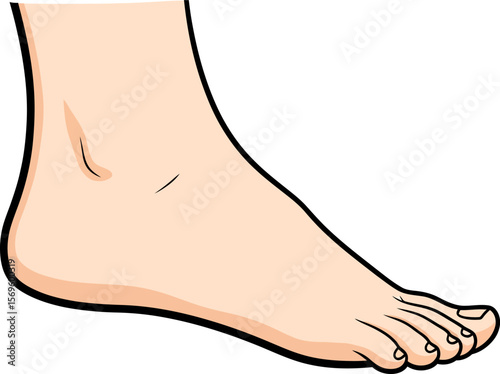 Human foot anatomy and function illustration