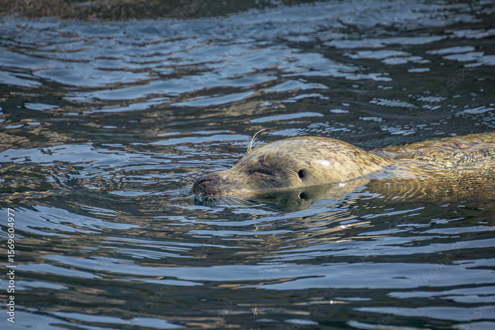 Fototapeta premium phoque à la surface de l'eau, en gros plan
