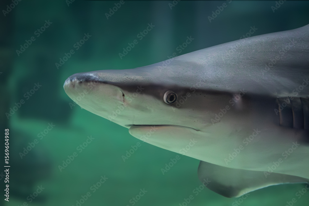 Naklejka premium requin, en gros plan, dans un aquarium 