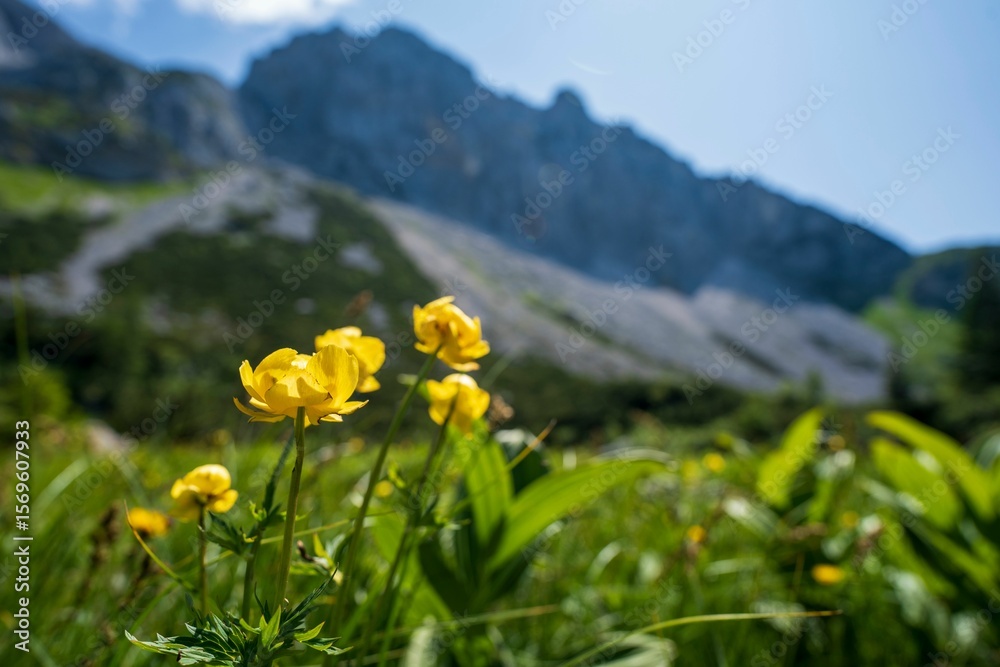 Obraz premium Wet meadow in Kalkalpen National Park, Austria