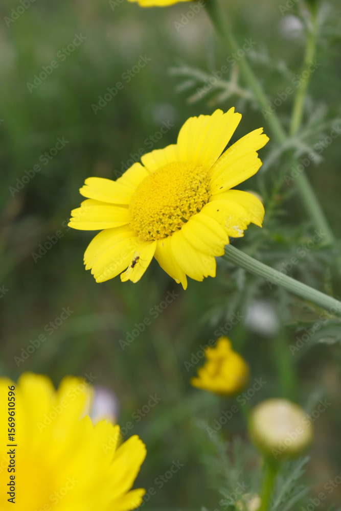 Bright Yellow Crown Daisy, Close-up of a Bright yellow crown daisy flower, blooming in nature, Close-up shot of beautiful yellow Crown Daisy flower (Chrysanthemum coronarium), Crown Daisy, Bright Yellow Crown Daisy, Close-up of a Bright yellow crown daisy flower, blooming in nature, Close-up shot of beautiful yellow Crown Daisy flower (Chrysanthemum coronarium), Crown Daisy,