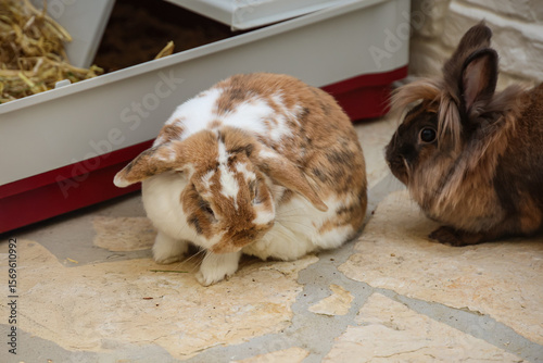 Zwei Zwergkaninchen vor ihreren Stall.
