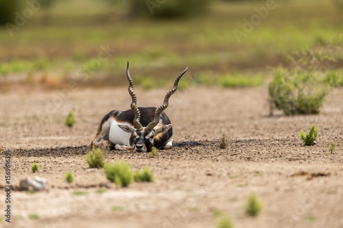 Canvas Print wild male blackbuck or antilope cervicapra or indian antelope at Blackbuck Natio
