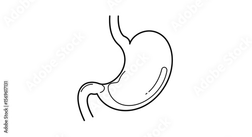 Simple linear drawing of human stomach anatomy for educational purposes