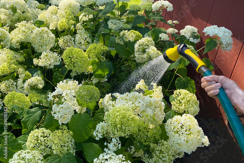 Hand holding nozzle watering white and green hydrangea bush displayed in soft morning sunlight. Woman hand watering the garden