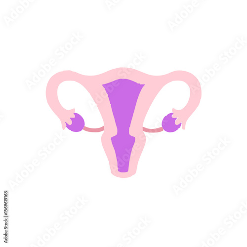 Human ovary anatomy illustration for medical an health concept.