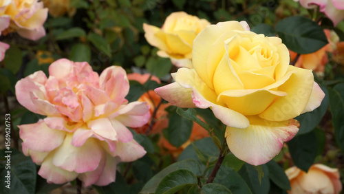 Large double blossoms of 'Gloria Dei' hybrid tea roses shine in yellow with pink-edged petals, exuding elegance and fragrance in the lush garden setting.