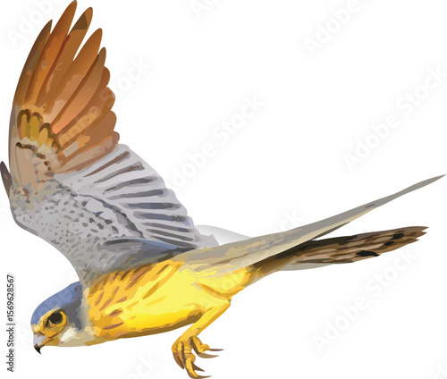 Merlin in rapid direct flight, compact blur, small falcon, swift, hunter, illustration