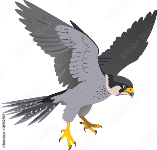 Peregrine falcon in stoop, wings tucked tightly, fastest bird, raptor, hunt, illustration