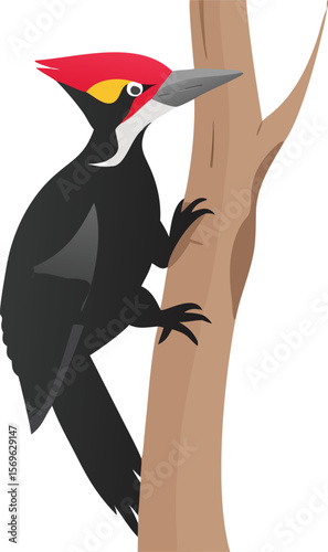 Pileated woodpecker clinging to tree, striking crest, large forest bird, drumming, illustration