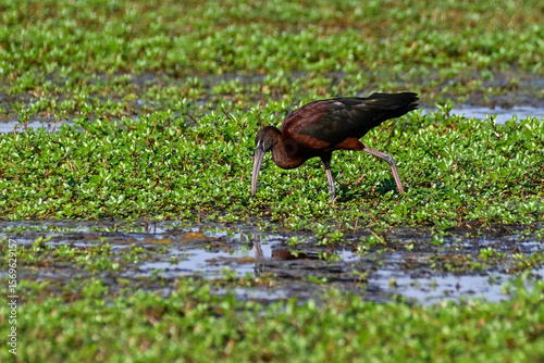 A glossy ibis (Plegadis falcinellus) searches for food amidst lush green vegetation in a wetland area. In the Camargue region.