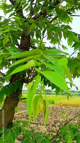 View of cherry trees growing abundantly on the edge of a rice field.